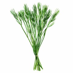 Obraz premium Agretti, thin green stalks, unique texture, watercolor style, isolated on white background