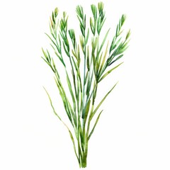 Fototapeta premium Agretti, thin green stalks, unique texture, watercolor style, isolated on white background