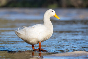 Duck by the river 