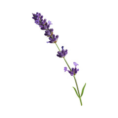 Obraz premium Lavender Flower Closeup