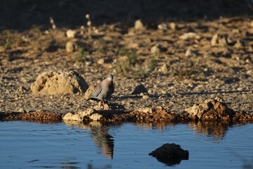 Speckled pigeon or Rock pigeon (Columba guinea) at Nossob Waterhole, Kgalagadi, South Africa