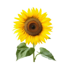 Fototapeta premium Vibrant Sunflower