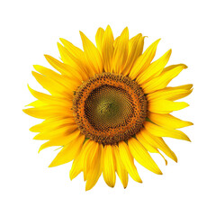 Fototapeta premium A Beautiful Yellow Sunflower on a Black Background