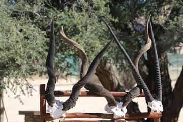 Eland, kudu and gemsbok horns on display at Kgalagadi Reserve, South Africa