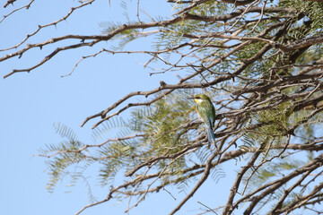 Swallow-tailed bee-eater (Merops hirundineus) in Nossob Camp, Kgalagadi, South Africa