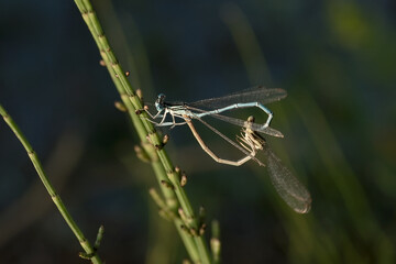 Dragonfly bug on a pond leaf