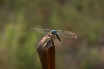 Dragonfly bug on a pond leaf