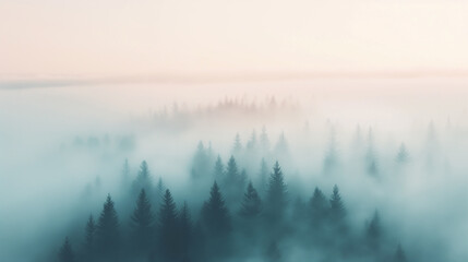 Obraz premium A forest with trees covered in mist