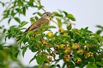 Schafstelze, Wiesenschafstelze // Western yellow wagtail (Motacilla flava) - Körös-Maros-NP, Ungarn
