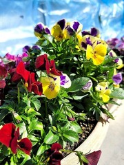 ガーデニング　パンジーの寄せ植え