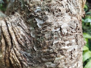 Close up shoot of old tropical rainforest wood texture