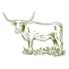 hand drawn longhorn in vector format
