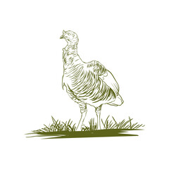 hand drawn turkey in vector format
