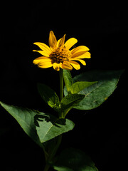 Closeup photo of a yellow heliopsis flower against a dark green background