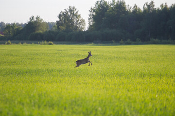 Deer in jump in the summer in a meadow