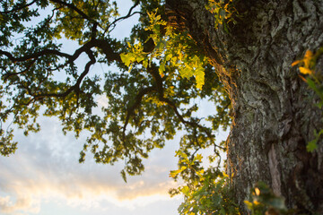 View Looking Up Through Oak Tree Branches at Sunset