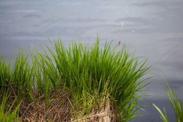 Fresh Green Grass Growing By The Tranquil Water's Edge