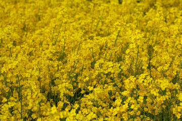 Vibrant Yellow Canola Field in Full Bloom Under Clear Skies