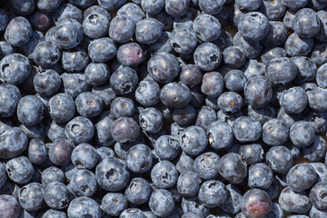 beautiful blueberry close-up in summer
