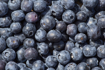 beautiful blueberry close-up in summer