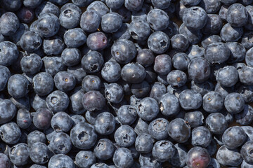 beautiful blueberry close-up in summer