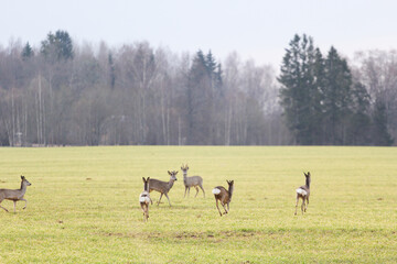 a family of deer on the field