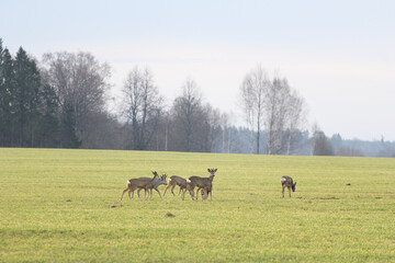 a family of deer on the field