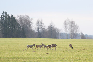 a family of deer on the field