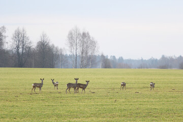 a family of deer on the field