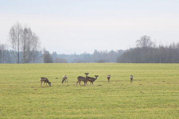 Group Of Deer Grazing In A Peaceful Countryside Meadow