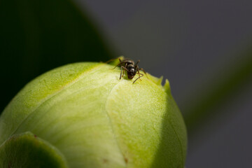 Close-Up of Ant on Plant Bud