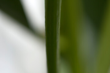 Obraz premium macro view of a green blade of grass