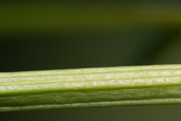Macro View of a Vibrant Green Leaf Texture and Details