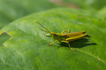 grasshopper on a green leaf