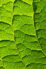 Close-Up of Green Leaf Veins Showcasing Nature's Intricate Details