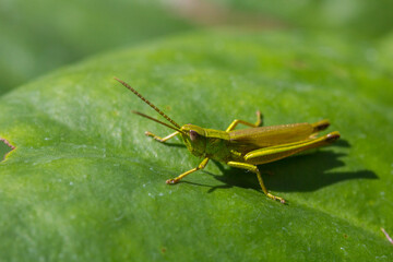 grasshopper on a green leaf