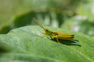 grasshopper on a green leaf