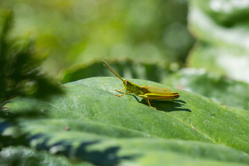 grasshopper on a green leaf