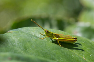 grasshopper on a green leaf