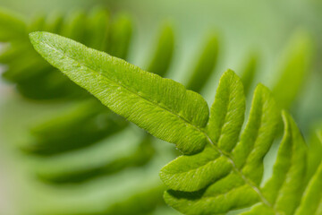 Close-Up of Vibrant Green Fern Leaf in Natural Light. 