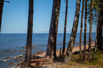 Serene Coastal Scene With Tall Pine Trees By The Beach