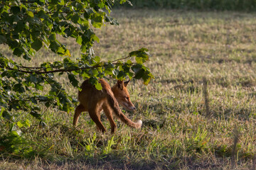 fox with prey on summer morning