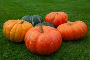 Colorful pumpkins on green grass