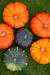 Colorful pumpkins on green grass