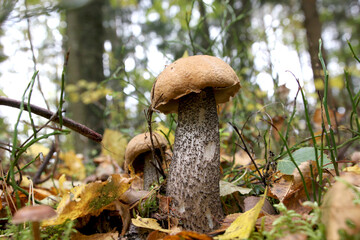 Forest mushroom on autumn leaves