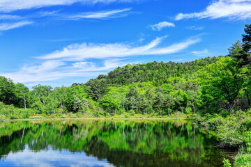 レンゲツツジ咲く志賀高原一沼