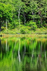 レンゲツツジ咲く志賀高原一沼