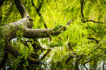 A fallen cypress tree rests in a swamp, Amsterdam. Moss and vines creep over the long, downed trunk, creating a natural bridge or perhaps an obstacle for creatures navigating the swamp.