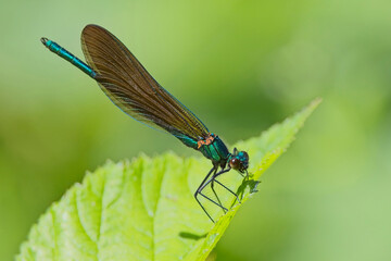 Beautiful Demoiselle damselfly (Calopteryx virgo), male perched on a leaf, Cornwall, UK.