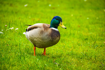 A brightly colored male mallard duck, easily identified by its iridescent green head and shimmering blue neck feathers, graces a lush green field in Amsterdam. This species, with its distinctive